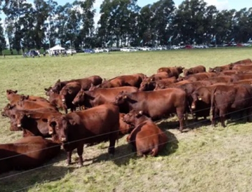 Las Nacionales se viene otra imperdible cita para la ganadería