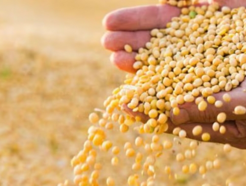 Va a dos velocidades a contramano del mundo, la soja en la Argentina muestra precios estables y un productor que vende con cautela