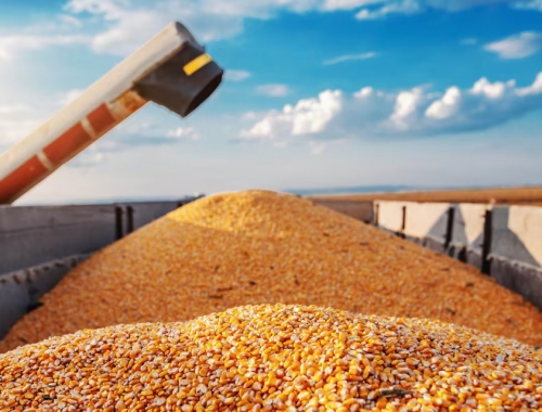 Vale US$2 millones la desaparición de una cosecha de maíz genera un revuelo político en San Luis