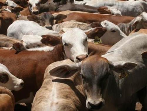 Novillo Mercosur: la devaluación en Brasil hizo caer el precio en dólares de la hacienda argentina