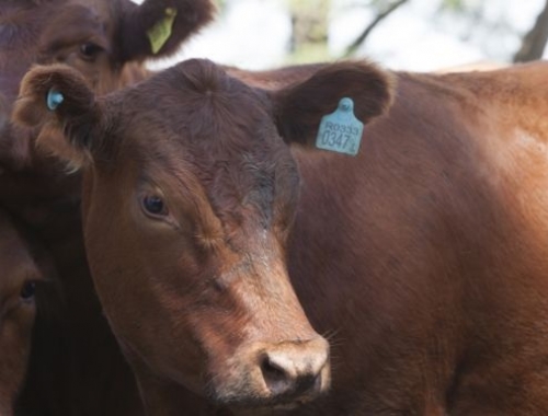 Sin mayores precisiones, Fernando Vilella anunció que la identificación electrónica individual y obligatoria para bovinos regirá desde el 1° de enero de 2025