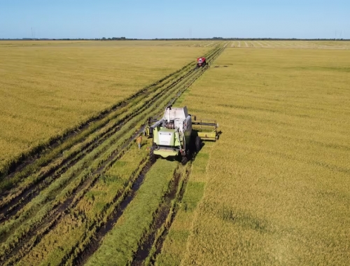 Efecto India los productores de arroz vuelven a tener números en rojo