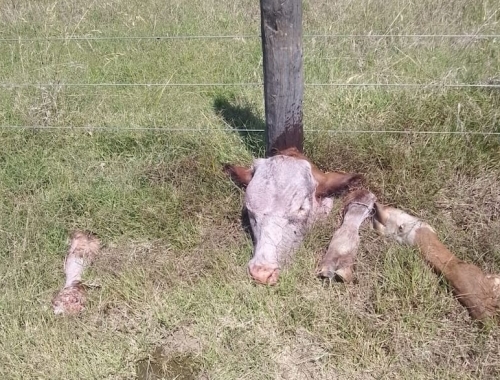 Desprotegido temor por brutales robos de ganado en el sur de Santa Fe