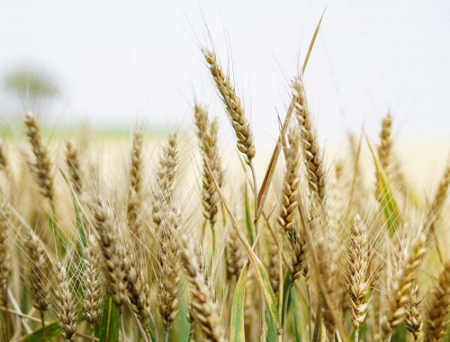 La baja en el precio del trigo disminuye el poder de compra para los insumos.