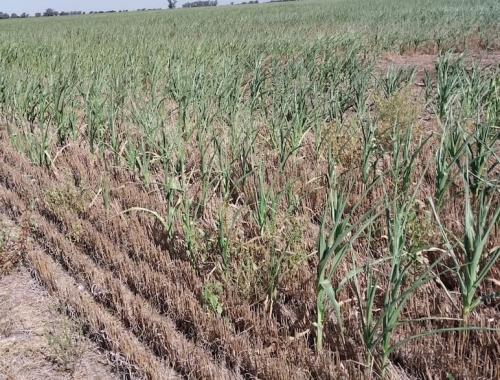 Cosecha: en enero creció un 40% el área con sequía leve en la región central, pero tras las lluvias una entidad sorprendió con una estimación