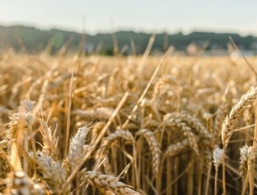 La región Centro de la Argentina es el protagonista principal de la campaña de trigo 2025/26