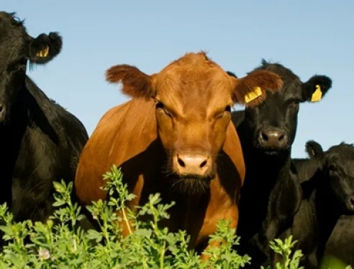 El novillo argentino marca un nuevo récord en dólares y amplía la brecha de precios dentro del Mercosur