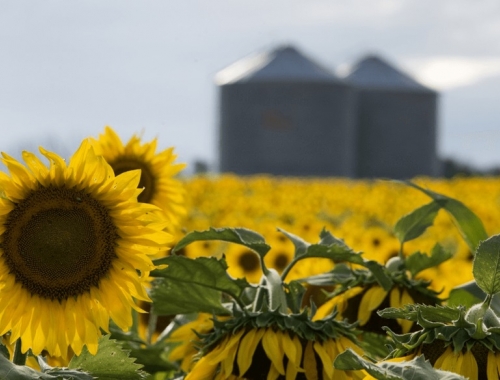 Girasol en Santiago del Estero rindes más ajustados, pero con producción récord mientras los cultivos estivales entran en etapa clave