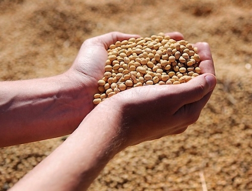 Nueva Ley de Semillas sí, pero con equilibrio: la posición de CARBAP ante UPOV 91