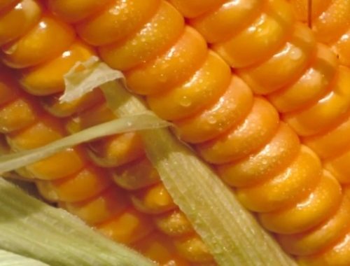 En 2025 creció la adopción del crédito digital en el agro y el productor se volcó fuertemente al dólar