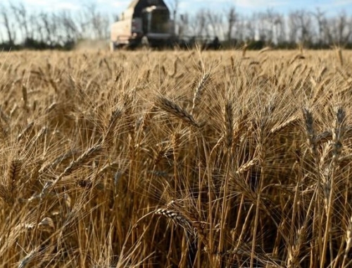 Trigo 2026/27 en duda fertilizantes baratos no alcanzan para activar compras y la demanda sigue paralizada