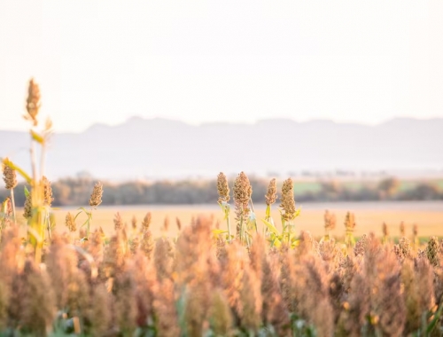 Expoagro 2026 la industria semillera llega con nuevos híbridos, variedades y tecnologías para mejorar el rendimiento