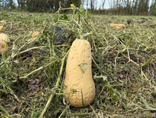 Hizo estragos relevaron pérdidas de hasta el 90% luego de una violenta tormenta de granizo