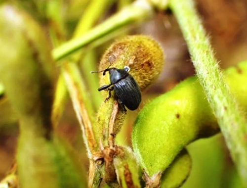 Picudo negro confirman el avance del insecto en cultivos de soja