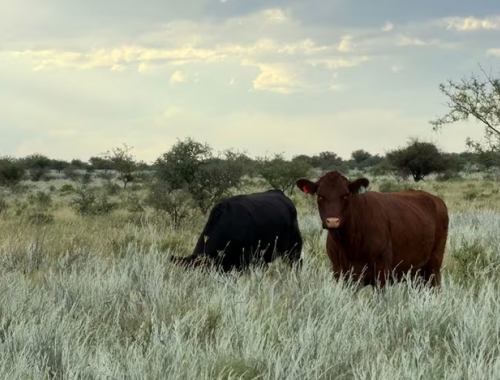 Embriones congelados una provincia que en 2025 marcó hitos con las vacas firmó un ambicioso acuerdo con el Conicet