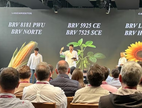 Renovación genética marca multinacional presentó híbridos de maíz con tolerancia a la chicharrita, entre otras novedades
