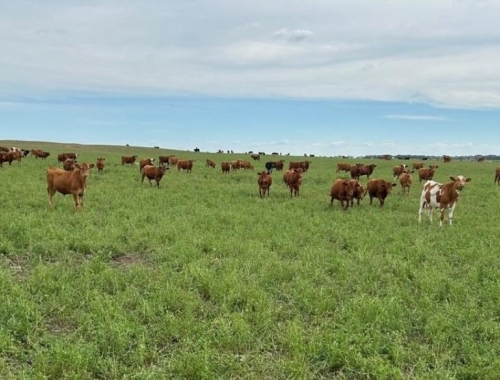 Altos precios de la hacienda y lluvias impulsan la siembra de pasturas en 2026