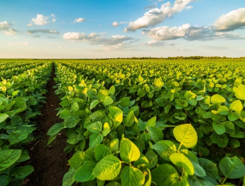 Década perdida el “castigo” que expulsó tres millones de hectáreas