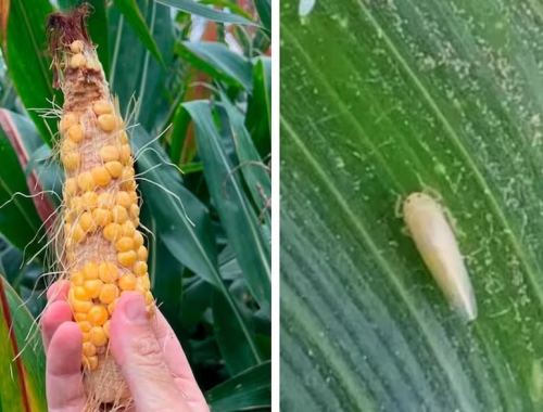 Incremento exponencial sorpresiva expansión de una temible plaga para un cultivo