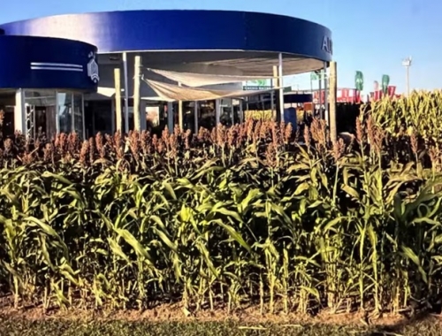 Descubrimiento: encontraron la clave genética para evitar millonarias pérdidas en un importante cultivo