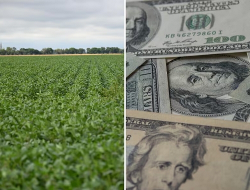 Regreso los inversores extranjeros vuelven a preguntar para comprar campos en el país