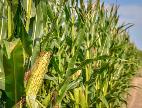 Tiene que andar el maíz que fue un éxito en Siberia ahora sorprende en la Patagonia