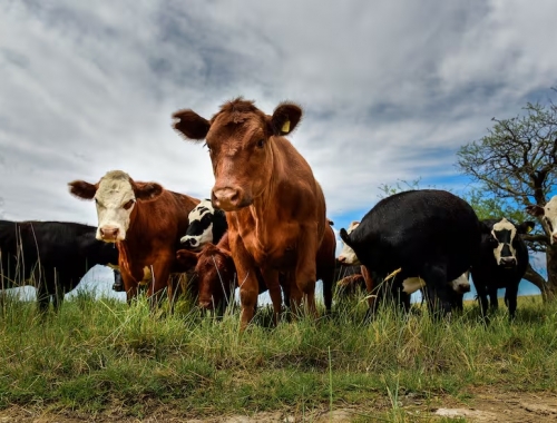 En tiempos de misiones espaciales se alinean los planetas ganaderos