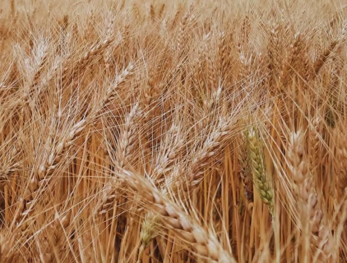 Por los buenos precios a cosecha, recomiendan tomar coberturas para el trigo nuevo