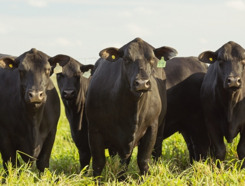 Estabilidad qué va a pasar con los precios ganaderos tras los picos históricos