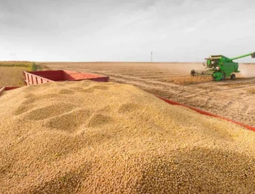 Cosecha de soja: avanza al 10,2% con demoras por lluvias, pero sube la proyección a 48,6 MTn