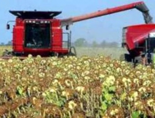 Girasol: la cosecha llega al 91,3% pero las lluvias frenan el cierre de campaña