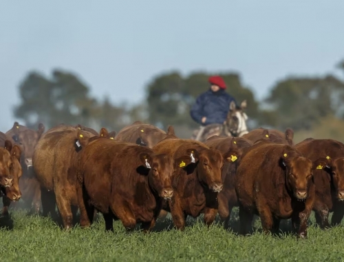 El RIMI, un alivio fiscal clave para el agro