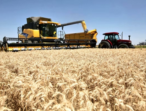 La Argentina importará trigo desde Paraguay ante la “paradoja de la abundancia”