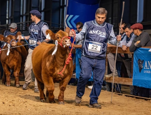 Empieza la Semana Angus de Otoño con más de 1000 reproductores