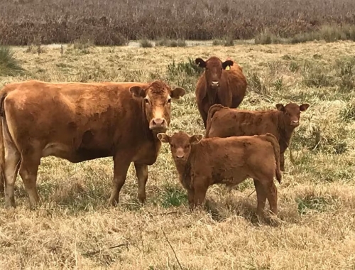 En plena zafra, se mantiene la firmeza en el mercado de invernada