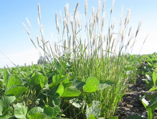 Alerta roja por Chloris virgata: confirman en Córdoba resistencia a glifosato y haloxifop