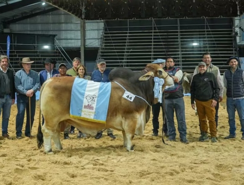 Cabañas argentinas y paraguayas pagaron $40 millones por la mitad de un Gran Campeón de la raza Brahman