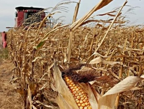 La cosecha de maíz 2025/26 avanza al 40,6% y marca rindes récord en La Pampa y Buenos Aires