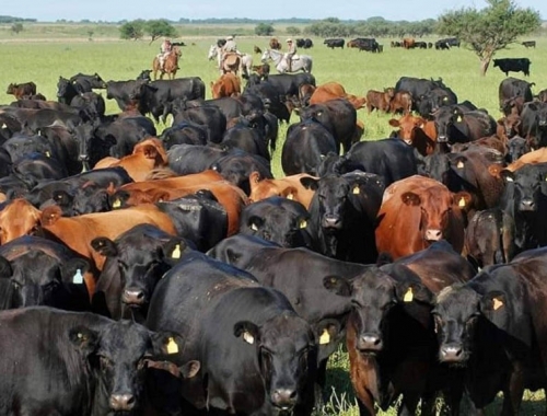La ganadería va a tener la misma tecnología que la agricultura. el diagnóstico desde el Congreso Ganadero