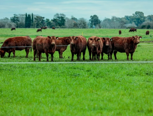 El exitoso acelerador de un productor para multiplicar la capacidad reproductiva de las vacas