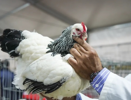 Las aves volvieron a la Expo Rural tras cuatro años