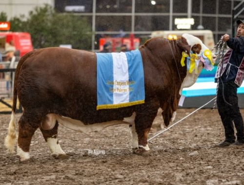 La Dominga se quedó con el Gran Campeón Macho en la Exposición Rural