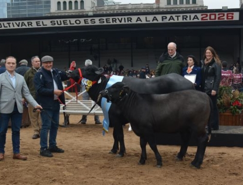 Los búfalos de Corrientes brillaron en Palermo y ratificaron su excelencia genética