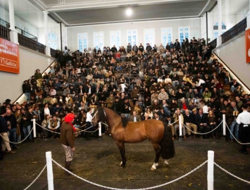 Récord en Palermo: pagan $150 millones por el 90% de un Caballo Criollo