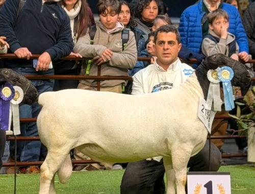 La cabaña El Impenetrable arrasó en Palermo 2026 con campeones ovinos y caprinos