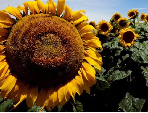 Alertan sobre el jopo del girasol y refuerzan las medidas para evitar su ingreso a Argentina