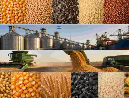 Chicago cerró en baja: soja, maíz y trigo cayeron por ventas técnicas