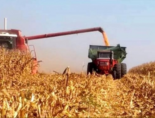 Entre Ríos entra en el tramo final de la cosecha de maíz tardío y de segunda