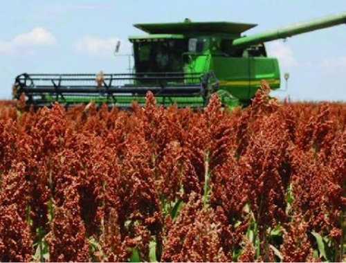 Sorgo: la cosecha está por finalizar y solo restan lotes en el sur bonaerense y La Pampa