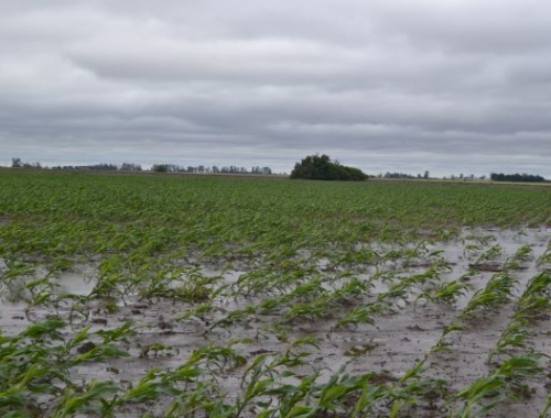 Niño fuerte: cuánto puede llover en la región núcleo